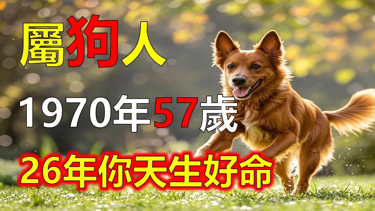 1970年屬狗人，2026年你天生好命#2026狗#生肖狗#1970 狗