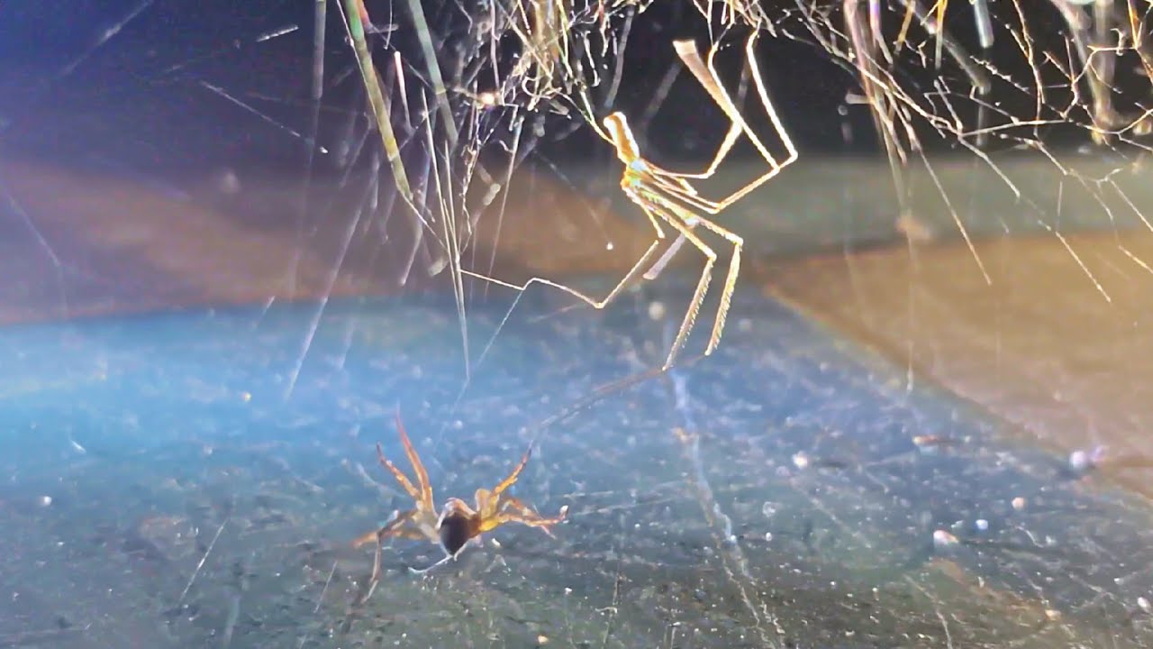 Cellar Spider vs Spiders Compilation