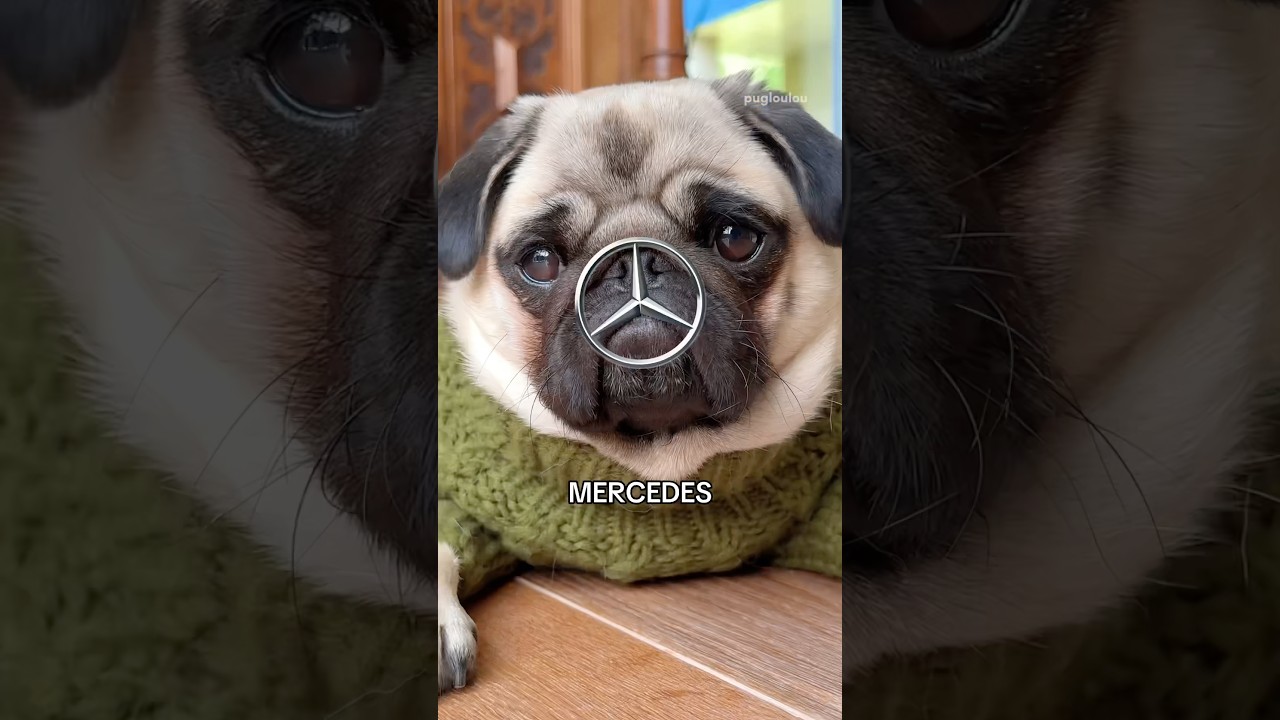 There is no better CAR than this 😂🏎️🧀 #pug #dog