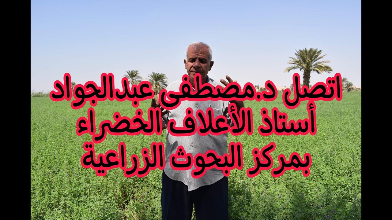 زراعة الأعلاف الخضراء.. اتصل بالدكتور مصطفى عبدالجواد بمركز البحوث الزراعية