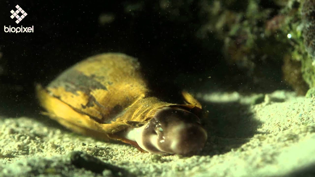 Epaulette shark