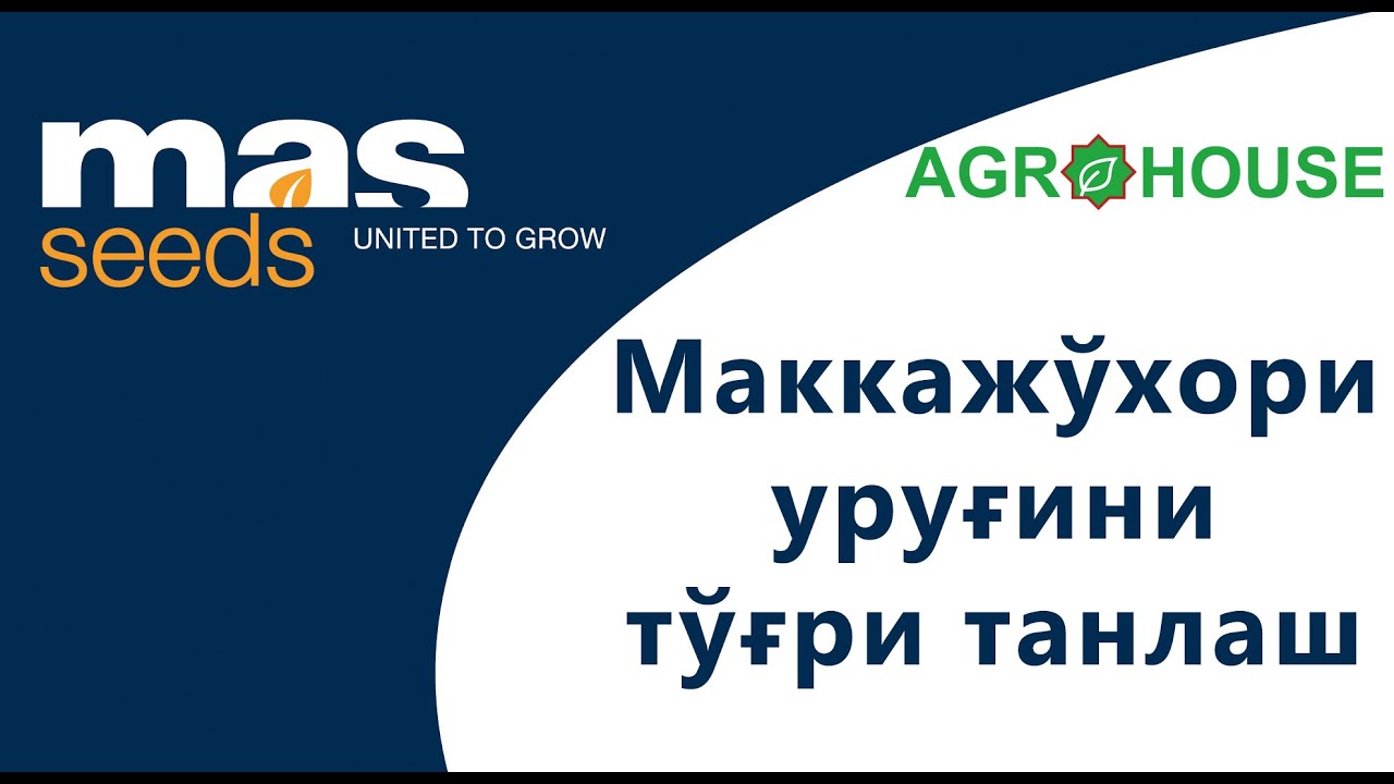Маккажўхори уруғини тўғри танлаш