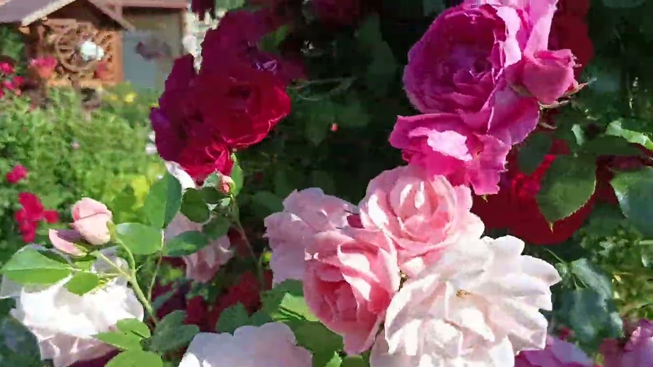 róża pnąca czerwona i rabatowe łososiowo-różowe zamawiam w styczniu i sadzę wiosną