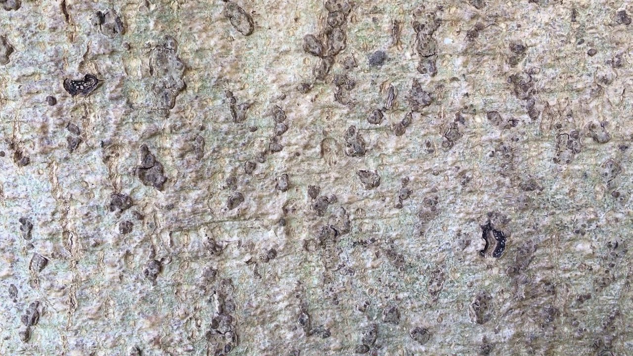 One-leaved ash - bark close up - April 2019
