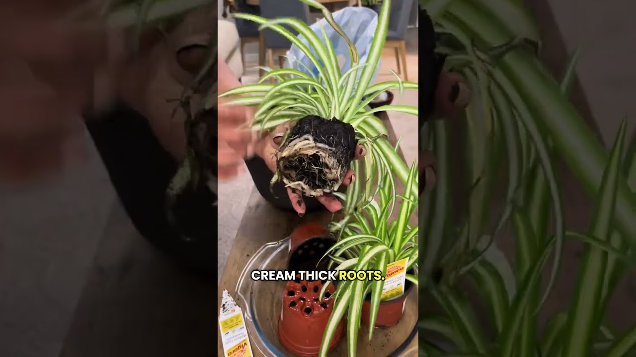 Spider Plant Propagations - The Clumping Method 
