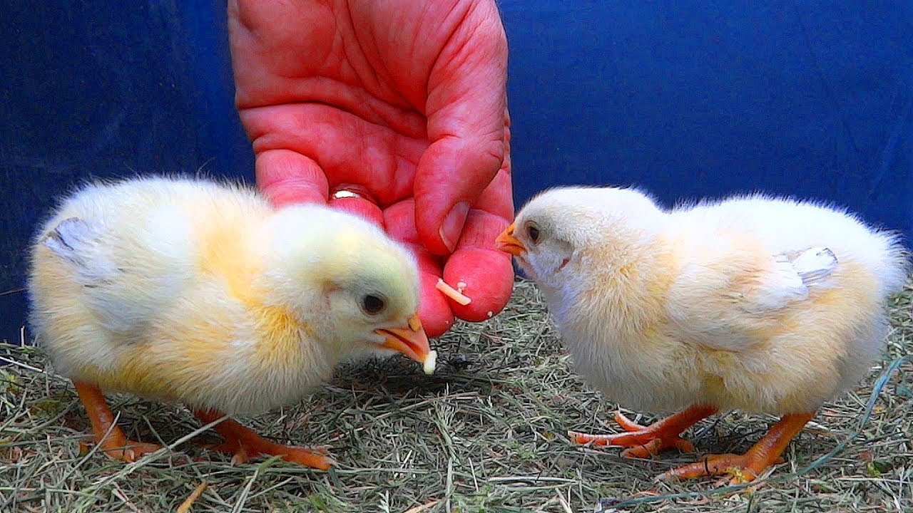 Вспышки в курятнике 5. Любимая еда для цыплят.