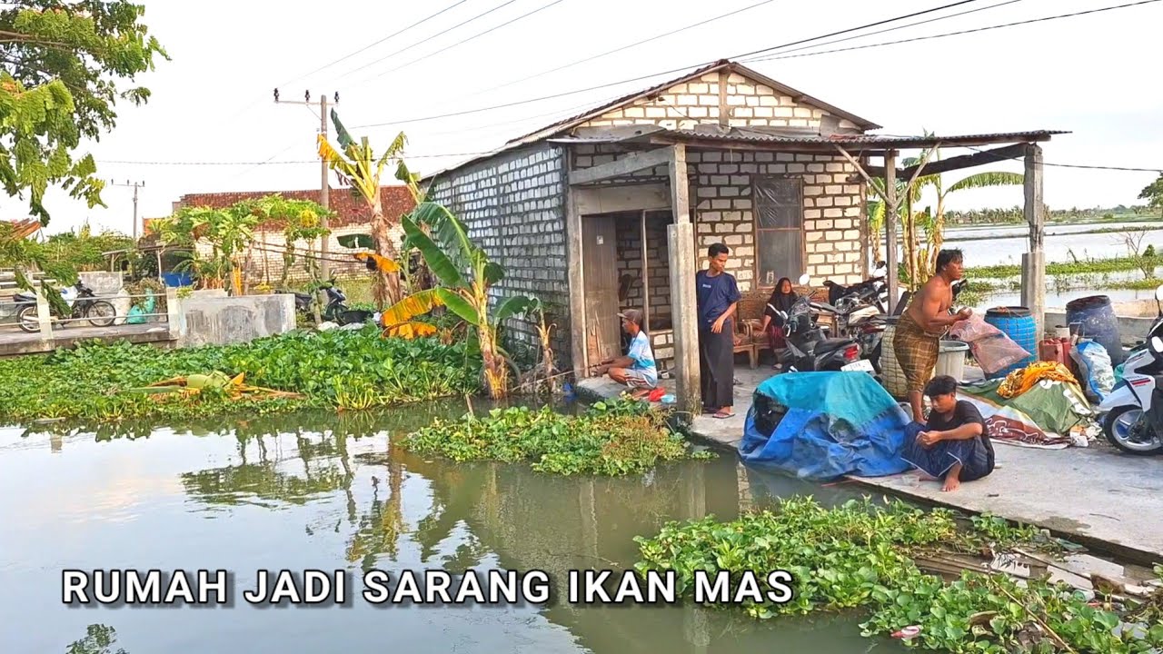 Rebutan ikan mas! Rumah banjir jadi sarang ikan besar