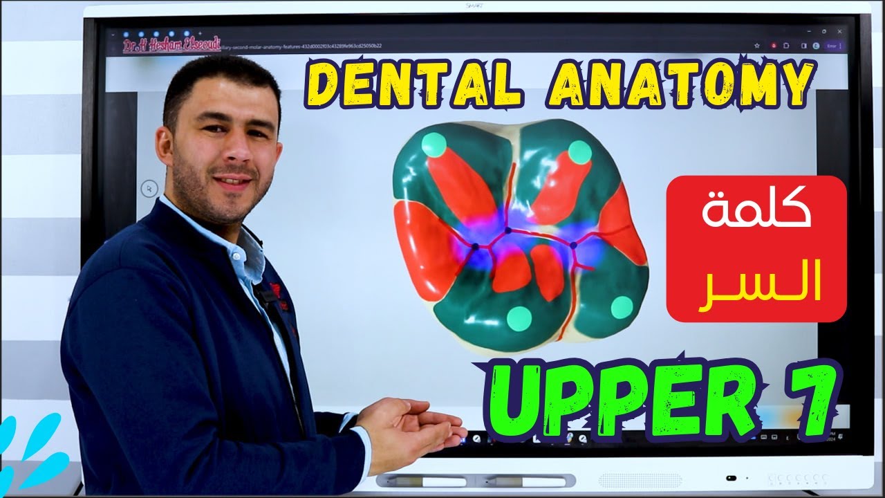 18- Maxillary Second Molar ( 3D of Upper 7 ) P1 - كلمة السر