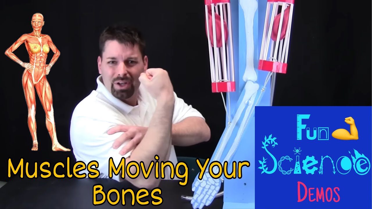 Мышцы, приводящие в движение кости