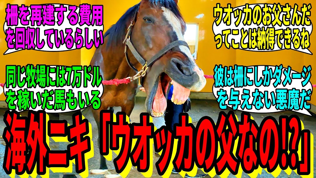 【競馬の反応集】「海外ニキの間で突如としてギム爺が流行り始める」に対する視聴者の反応集