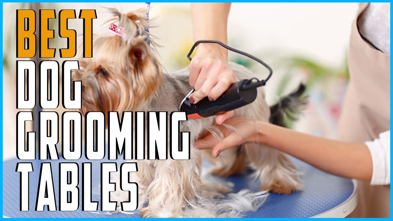 Best Dog Grooming Tables - Best Dog Grooming Table for Grooming Session