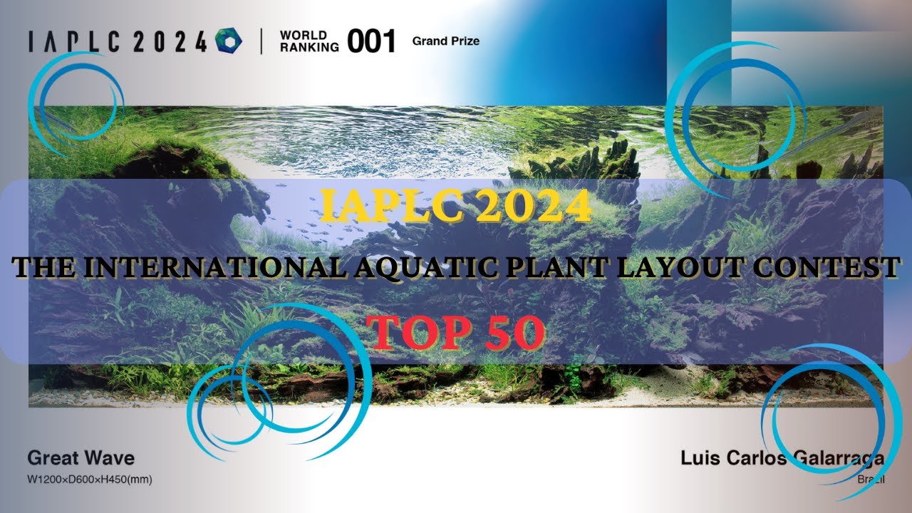 TOP 50 IAPLC 2024 - INTERNATIONAL AQUATIC PLANTS LAYOUT CONTEST
