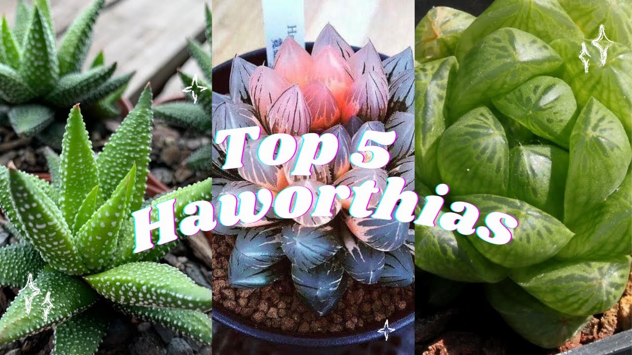 🪴Top 5 Haworthias 🪴🌵 Most beautiful succulents!🌹