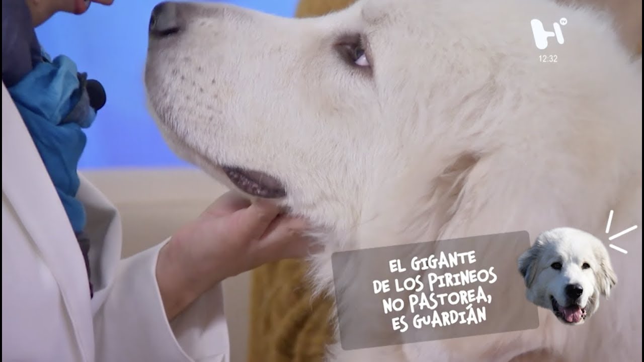 Enamórate del Gigante de los Pirineos, un perro realmente grande
