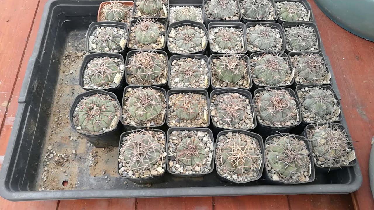 Coltivare cactus: Echinocactus horizonthalonius