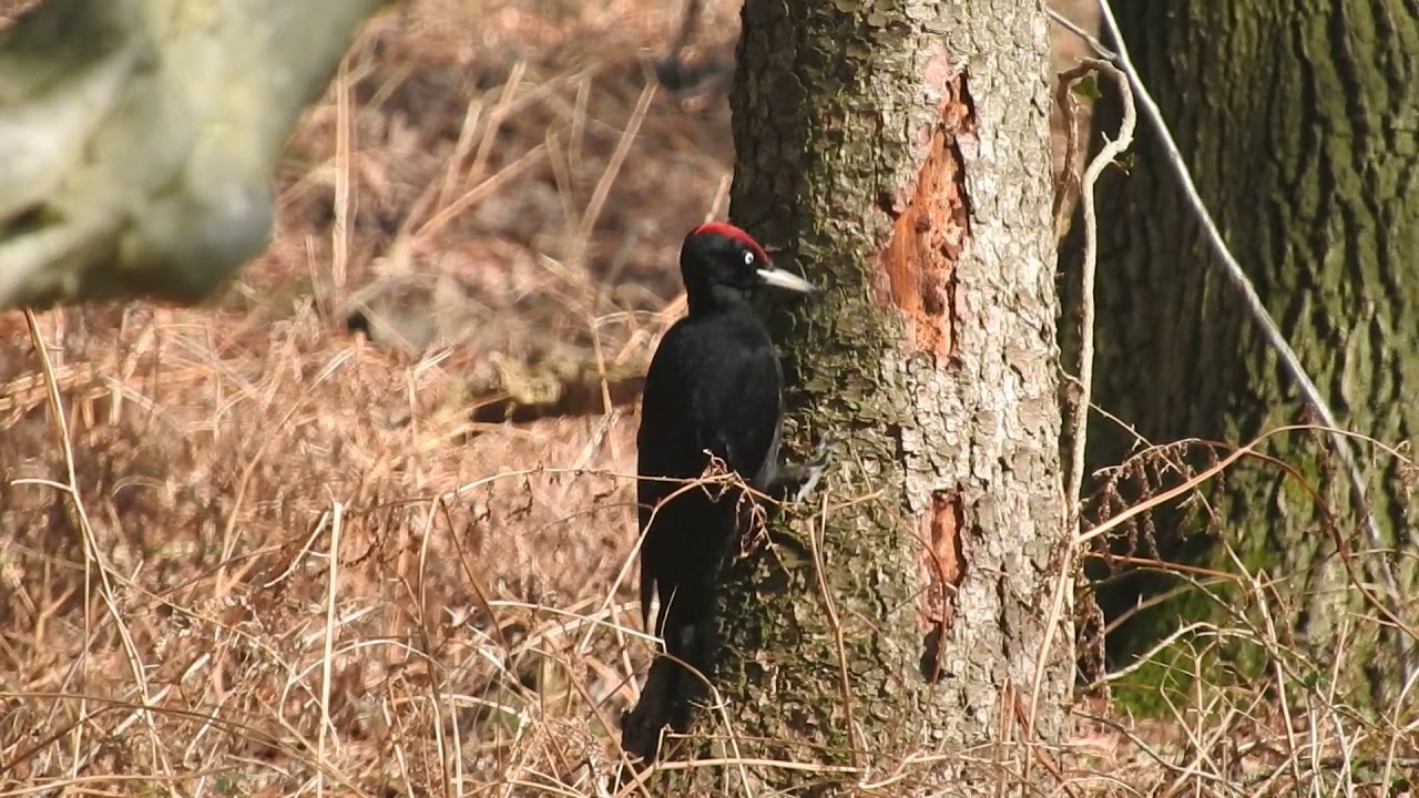 Vroege Vogels - Zwarte specht op zoek naar voedsel
