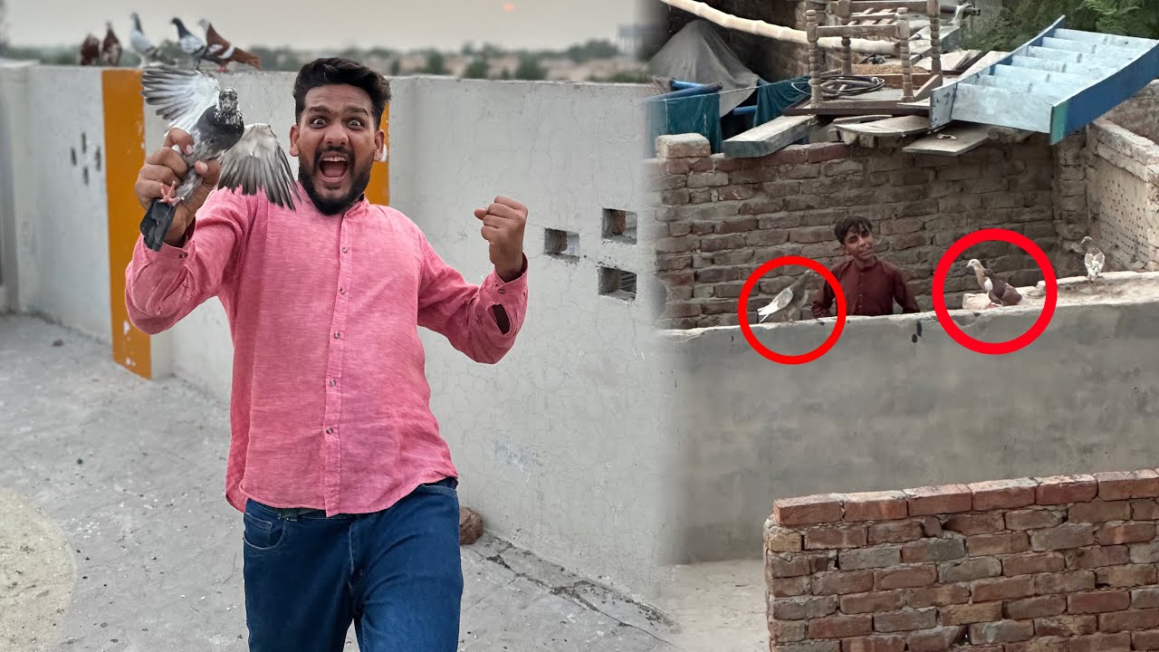 Aaj 3 kabutaro ko khareed kar lay aye or bacho ka kabutar utar liya😱😳