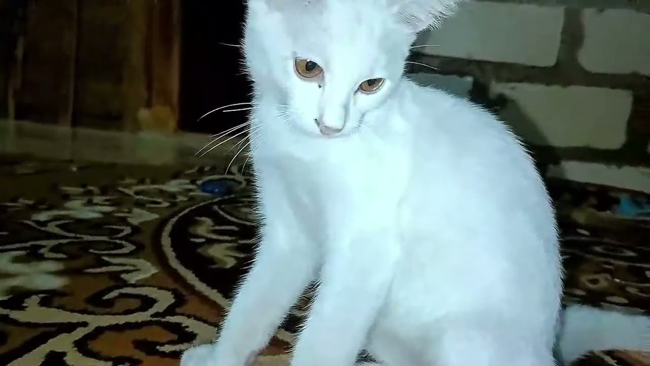 Tangkap Anak Kucing Lucu, Kucing Warna warni, ayam rainbow, anak kucing putih kembar lucu