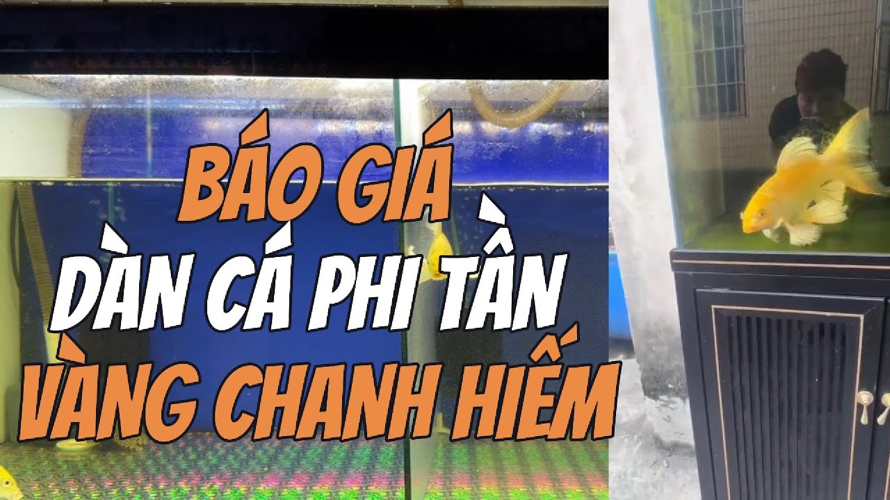 CÁ PHI TẦN VÀNG CHANH HIẾM BABY | SALE 50% CỰC NGON – TOÀN MÀU HIẾM ĐẸP KHÓ TÌM