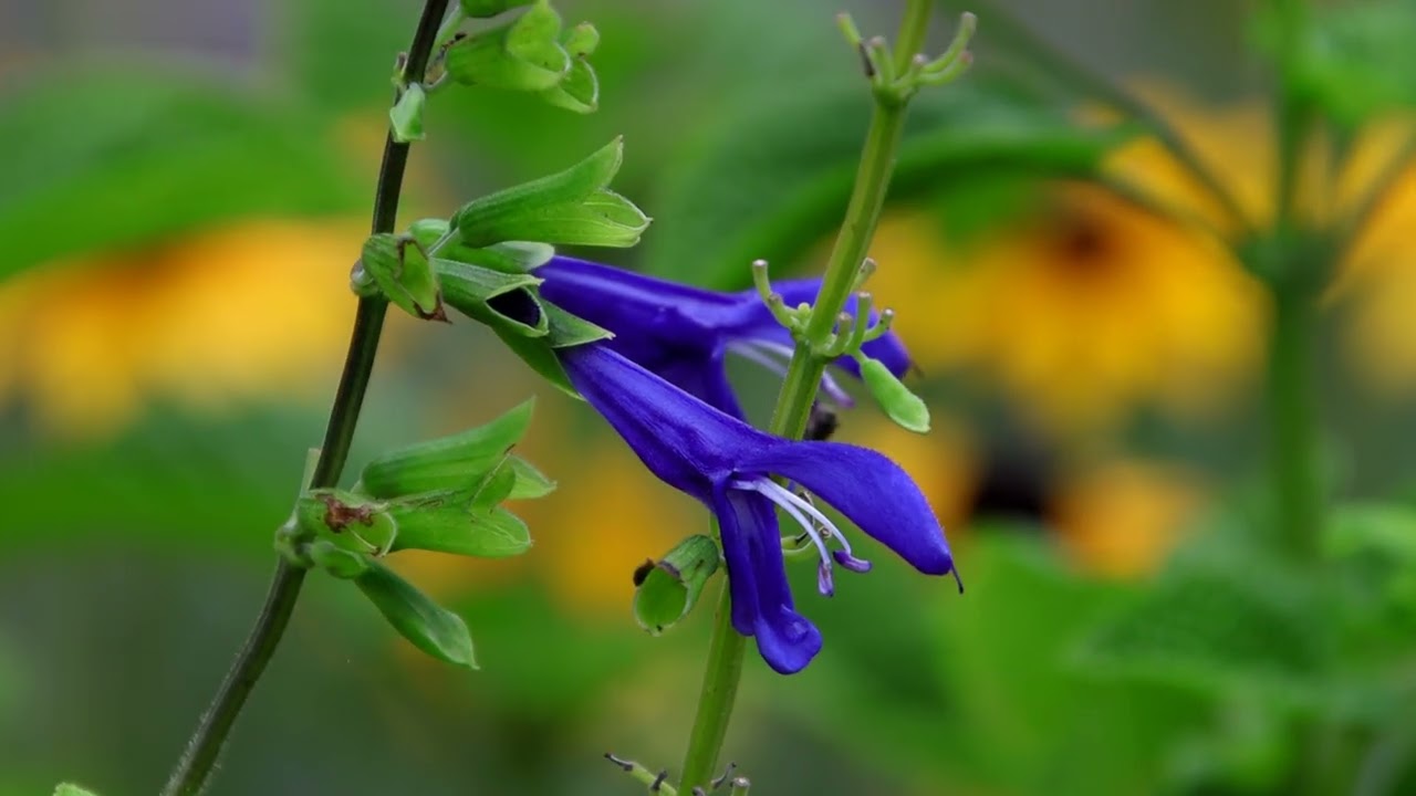Some of My Backyard flowers. (NO Talking)