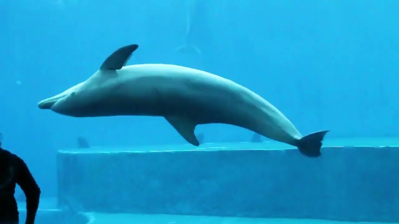Genova Acquario