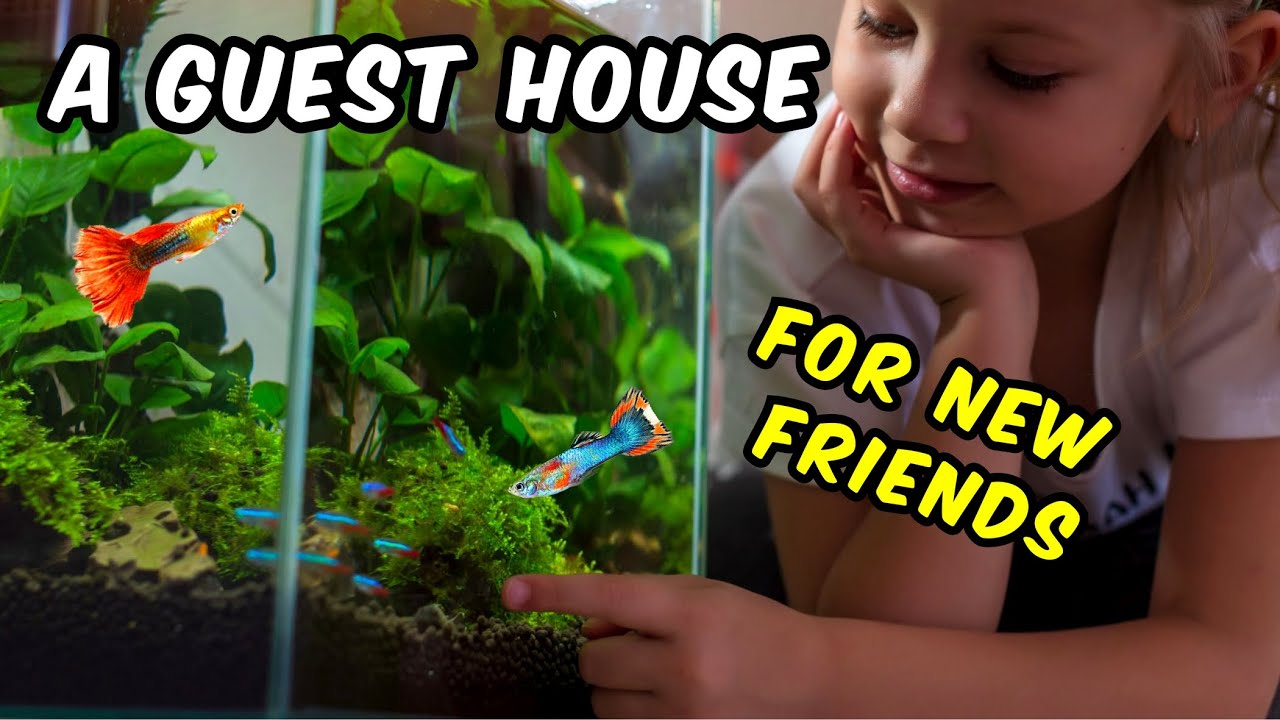 You Absolutely Should Quarantine Every New Fish.