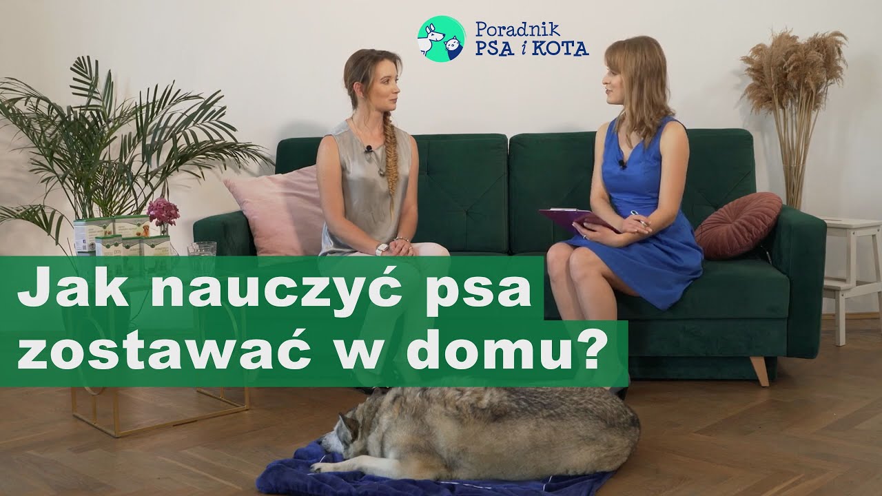 Pies sam w domu – jak go do tego przygotować? ✦ PORADY BEHAWIORYSTY odc. 3