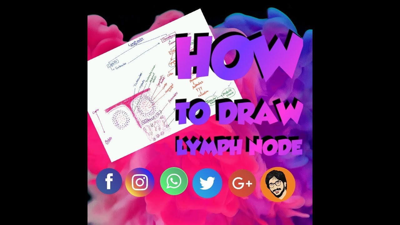 How to Draw Lymph Node Histology
