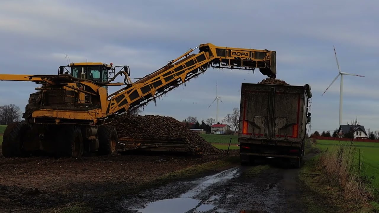 🇵🇱 Kopanie & Odbiór Buraków 2023 W Ciężkich Warunkach ☆ ROPA Tiger & ROPA Maus