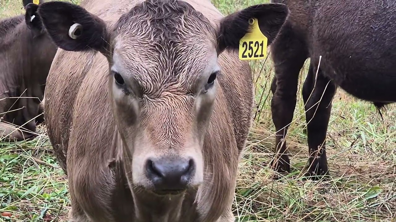  Murray Grey x Angus 4 month - 8 month