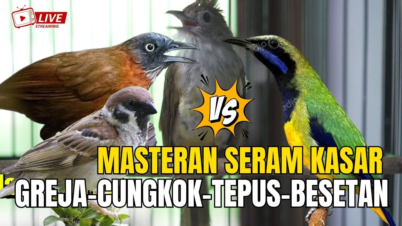 MASTERAN KOMBINASI TERMEWAH || BESETAN - CUNGKOK GEREJA TARUNG - TEPUS  || KUNTI MENJERIT PANJANG