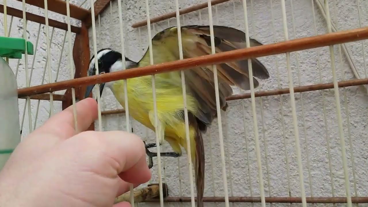 Bem te vi  a superação de único a morrer a único sobrevivente da ninhada