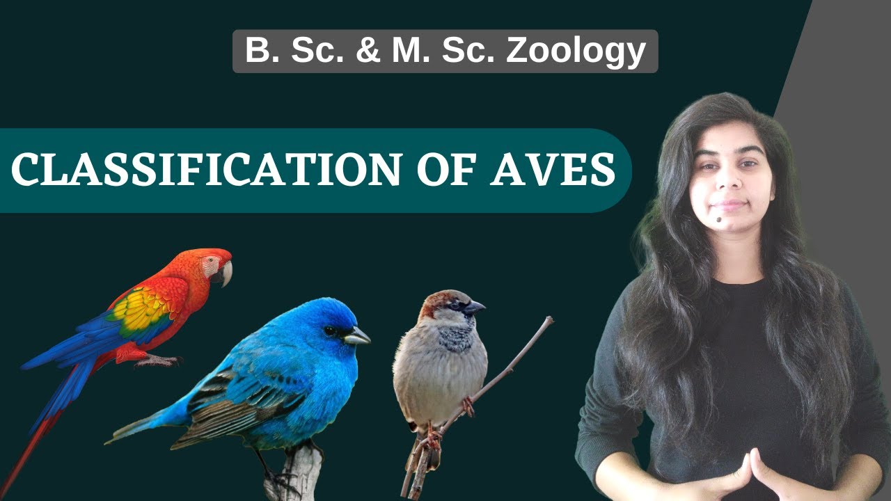 CLASSIFICATION OF AVES || B. Sc. & M. Sc. || Zoology