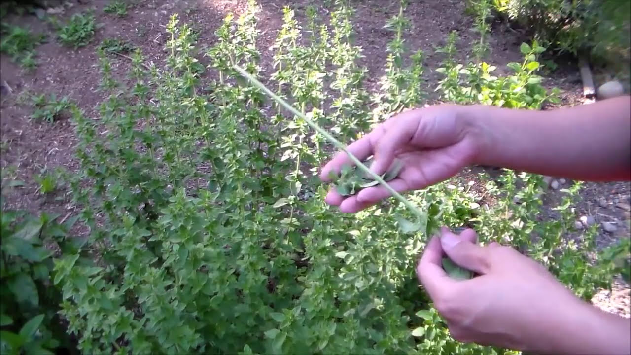 Harvesting Herbs and Air Drying-Oregano