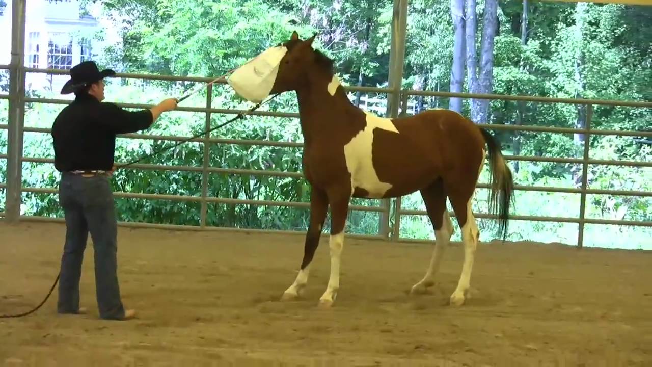 Day 5 - SCEA Rescue Horse - Desensitizing to Spooky Objects