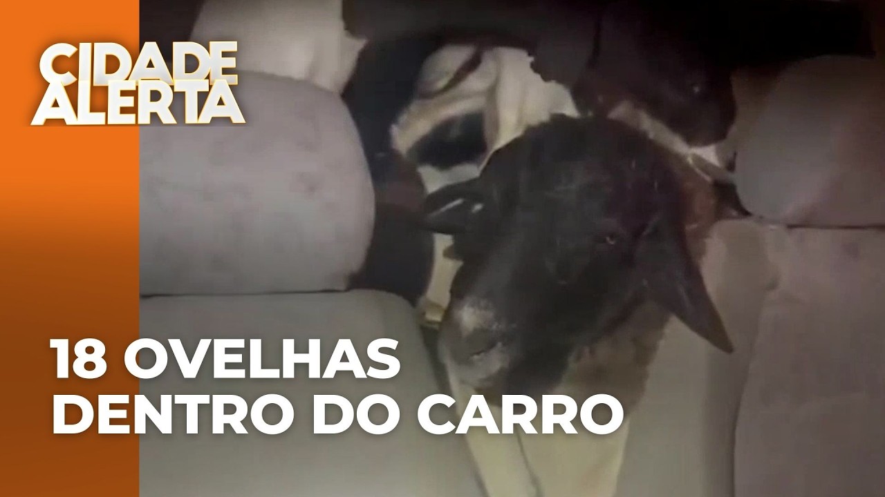 PRF encontra carro abandonado com 18 ovelhas dentro, incluindo filhotes; 7 morreram asfixiadas