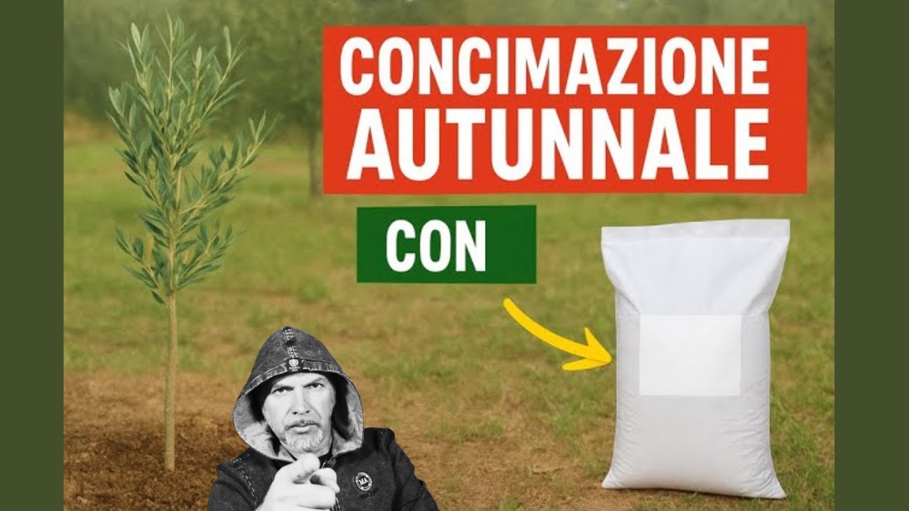 Olivo: la concimazione autunnale con lignite