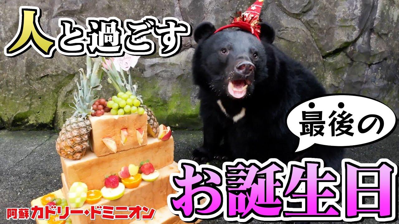 人間が育てた熊…「親離れ」前の直接触ってお祝いできる最後のお誕生日です