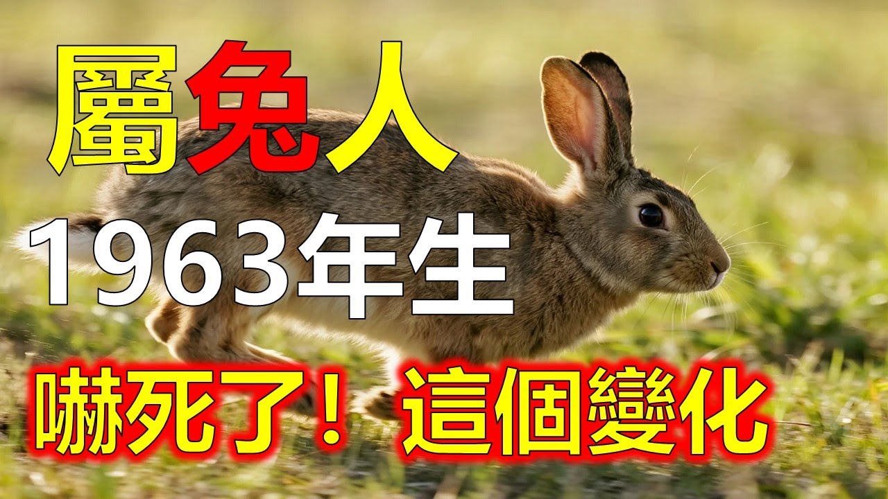 1963年屬兔人，八福一起到位，這一年不是普通好運#2026兔#生肖兔#1963 兔