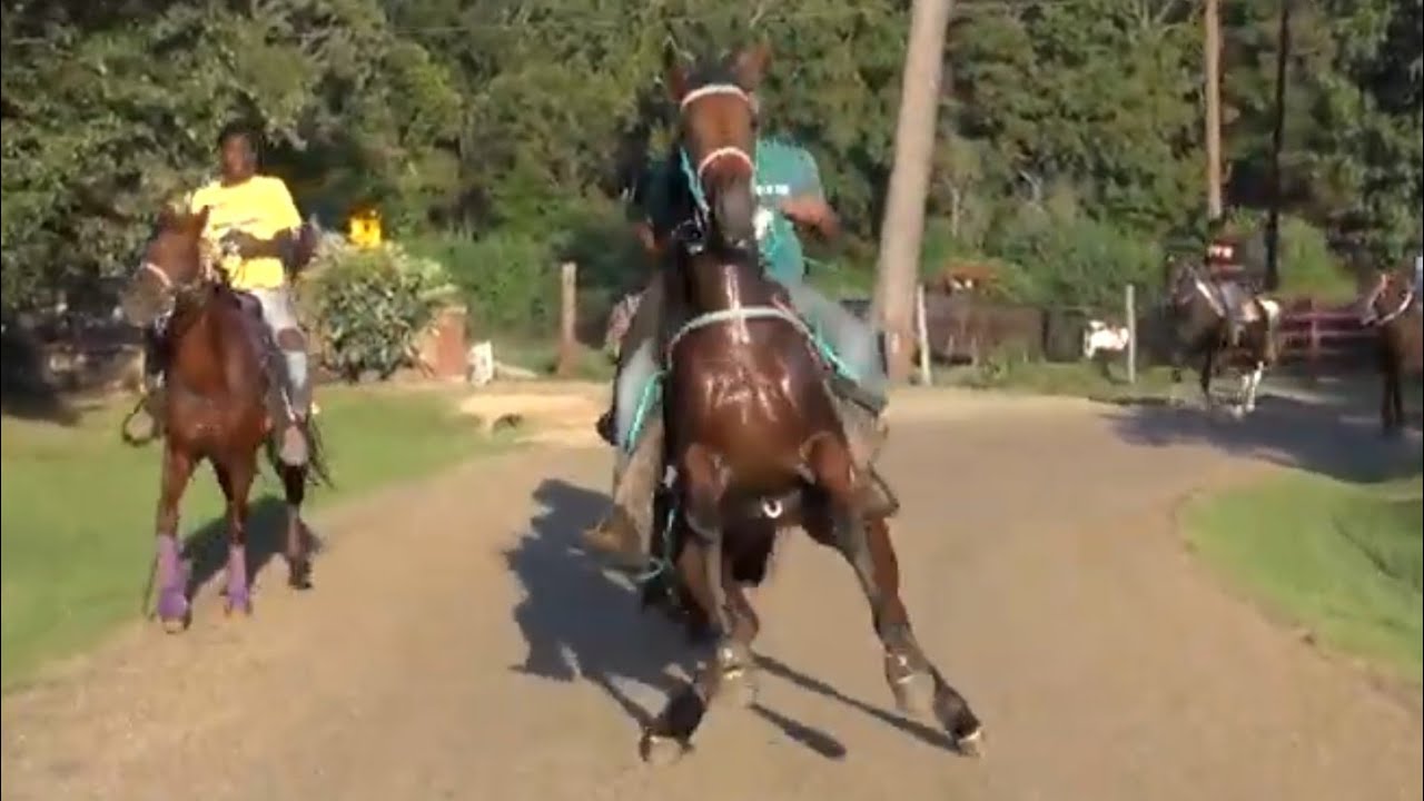 YOUNG HORSE GOES CRAZY WHEN HE SEES A MOVING SHADOW !!!