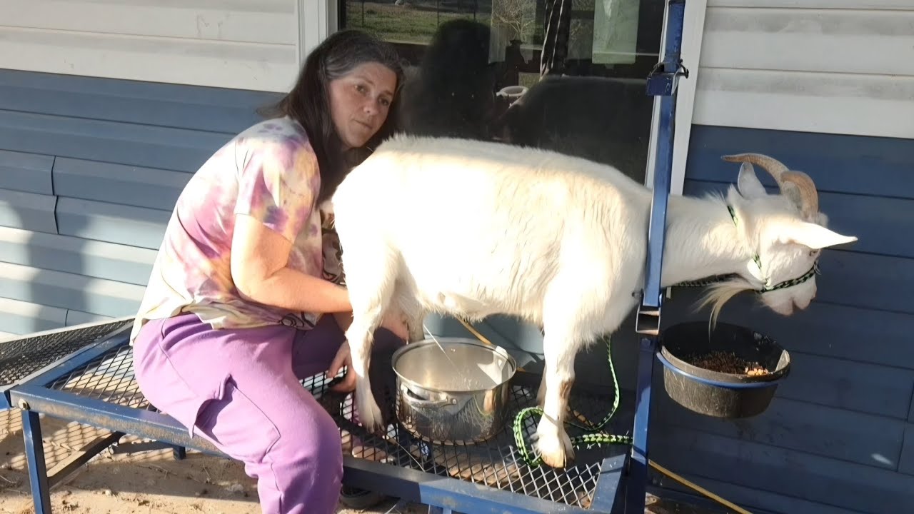 Milking a few goats and giving toxemia meds 