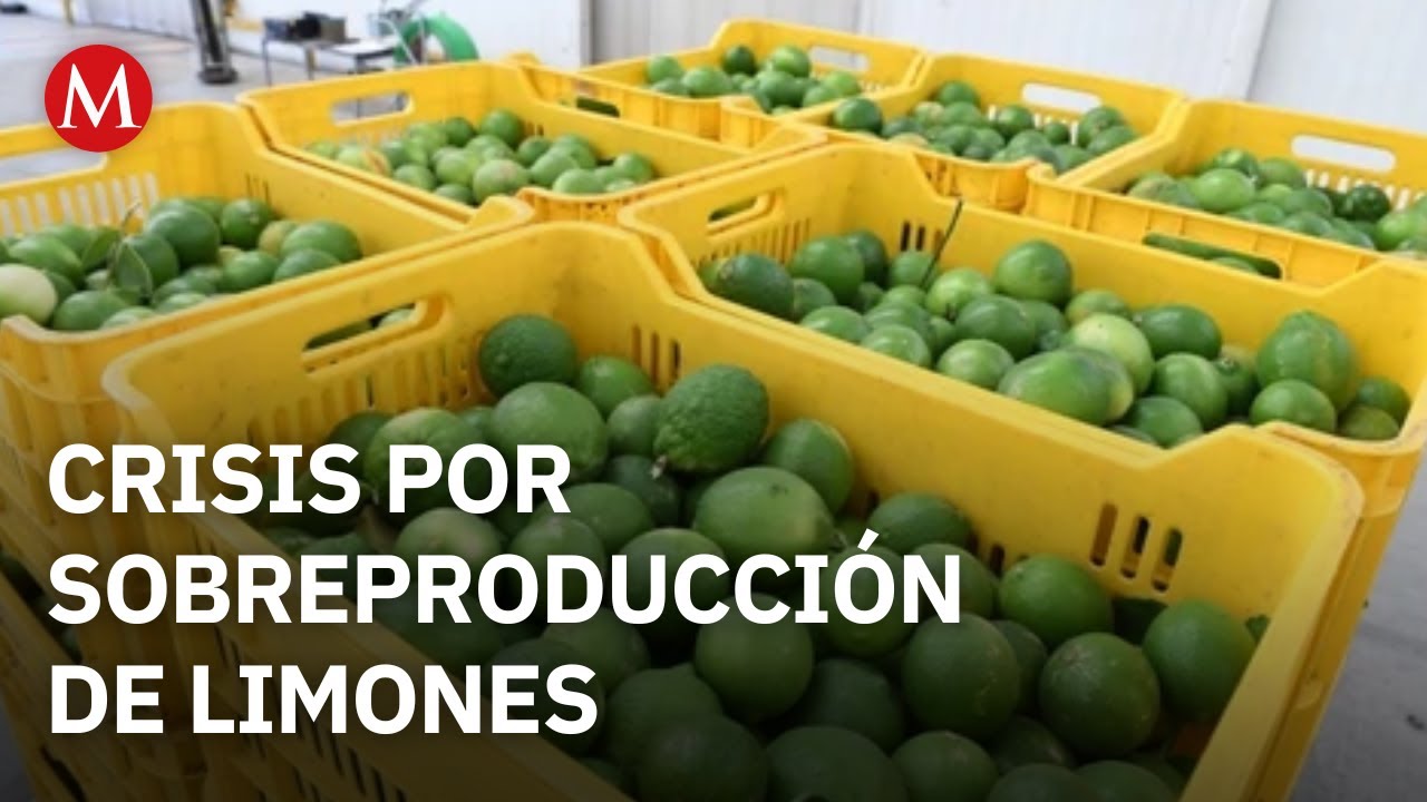 Limoneros de Michoacán enfrentan crisis por sobreproducción