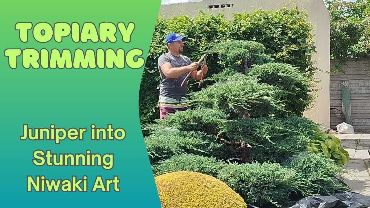 Topiary Trimming Juniper into Stunning Niwaki Art. Як стригти нівакі з ялівця — справжнє мистецтво