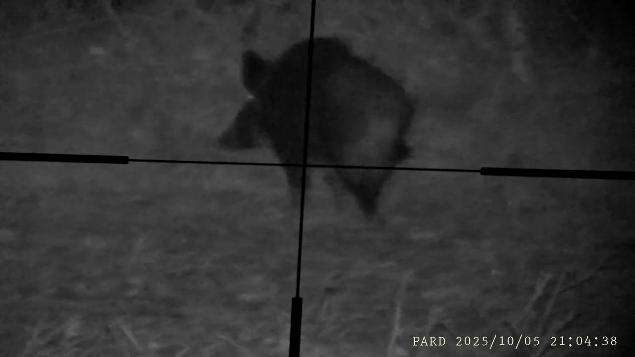 Pard 007 sp lrf x hog pro Dzik, Boar. 