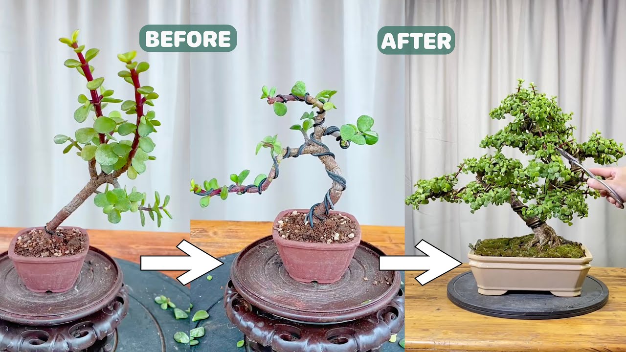Useful Tips For Succulents - Part 68 | 多肉植物 | 다육이들 | Suculentas