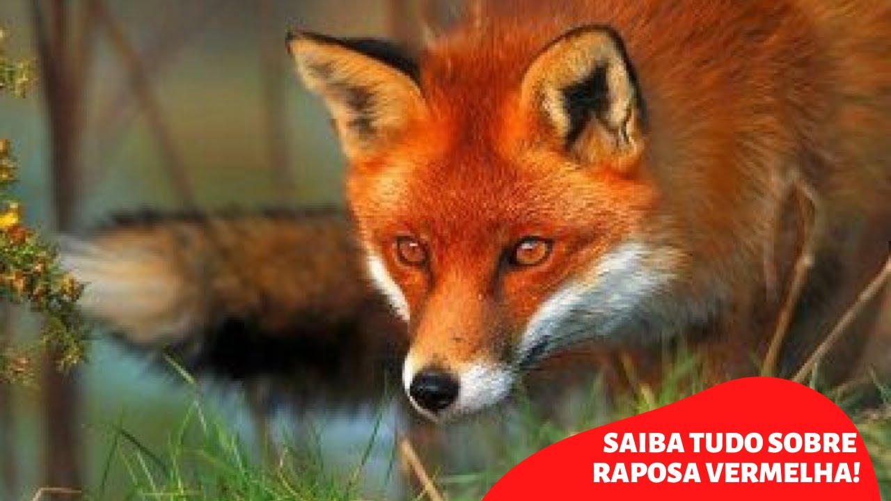 Raposa Vermelha Caracteristicas Personalidade e Curiosidades