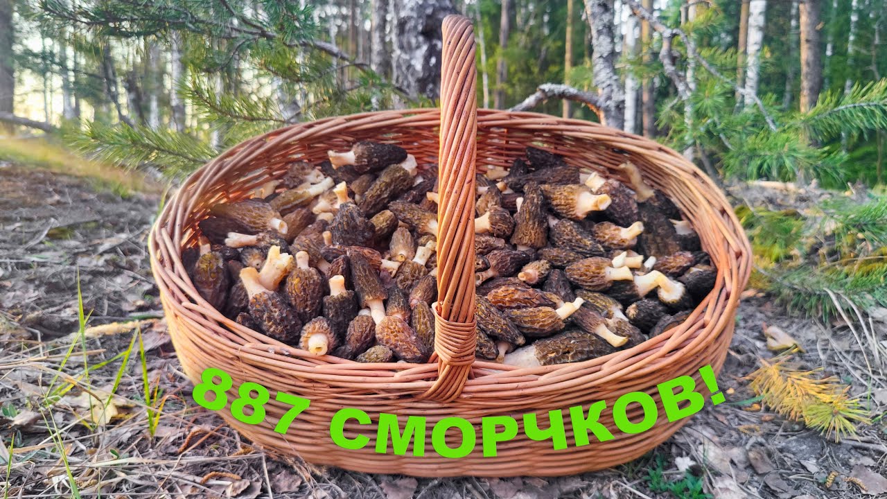 ГРИБЫ - 2023! НЕВЕРОЯТНЫЙ УРОЖАЙ СМОРЧКОВ В АПРЕЛЕ!