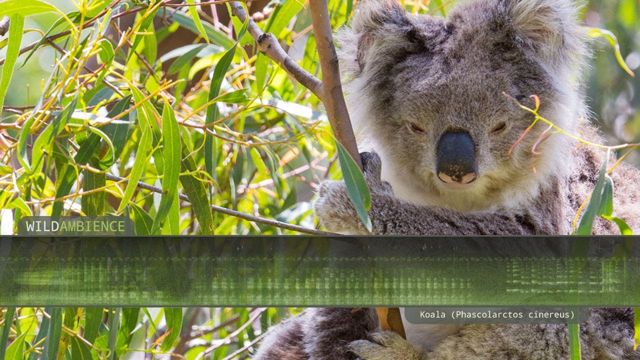 Koala Sound & Call. The scary sounds of a koala calling in the Australian bush at night.