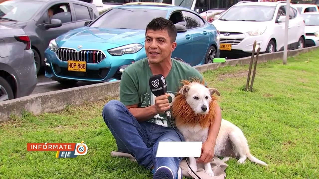 “Kira”, la perrita que conquista corazones en un semáforo de Manizales