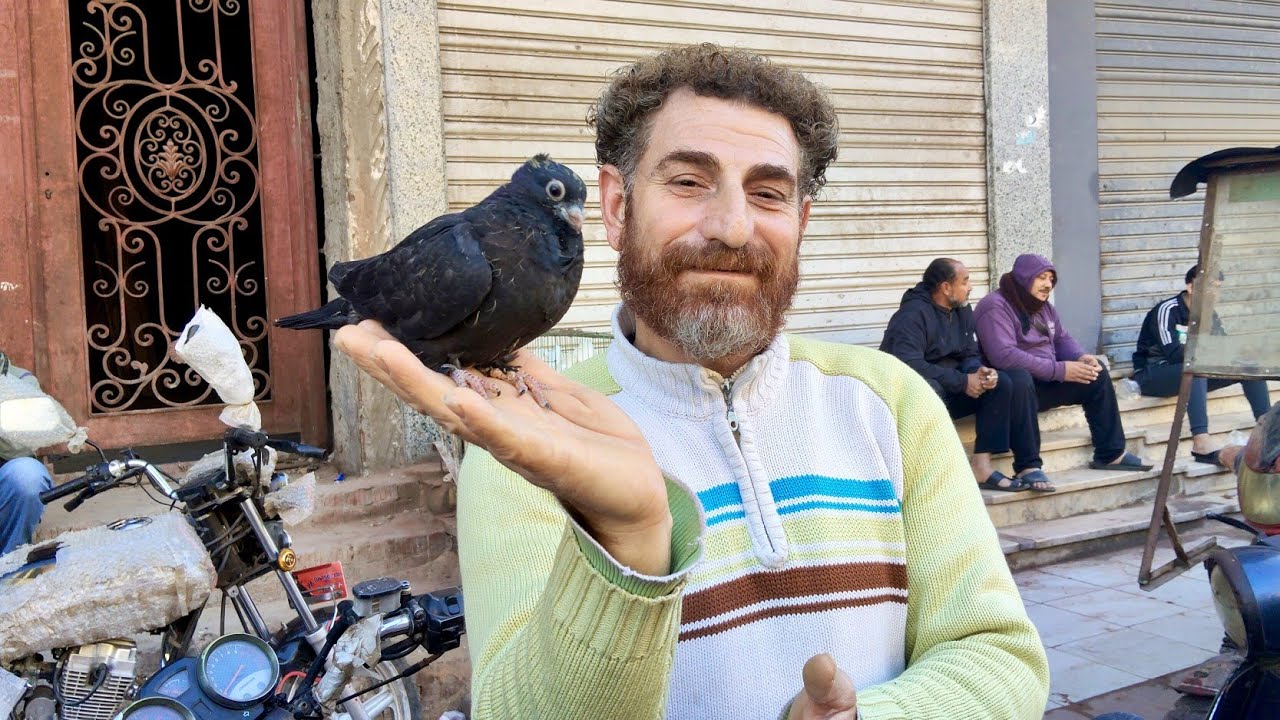 سوق الجمعه 😱 اسعار الحمام الغزار والزاجل والزغاليل والكلفه 🌽 بارقام التليفونات 